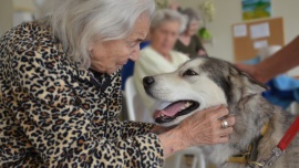 Pies w roli terapeuty – pomoc dla osób z chorobą Alzheimera Zdrowie Psychologowie i terapeuci przekonują, że obecność psów ma istotny wpływ na leczenie nie tylko niepełnosprawnych i upośledzonych dzieci, lecz także osób starszych, w tym cierpiących na chorobę Alzheimera.