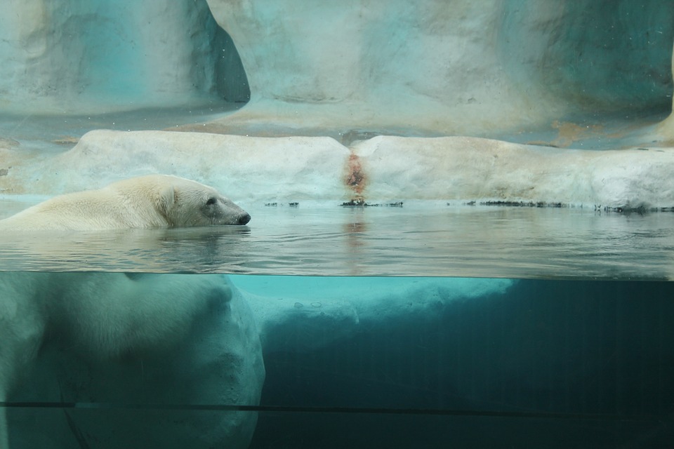 Wspólne świętowanie urodzin niedźwiedzi polarnych