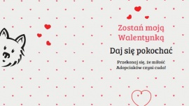 Daj się pokochać na Walentynki Zwierzęta Walentynki to czas, kiedy wyznajemy sobie miłość i dzielimy się z najbliższymi pozytywnymi emocjami. To także doskonała okazja, aby dopiero odnaleźć swoją drugą połówkę.