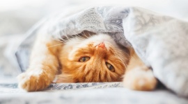 Pielęgnacja kota LIFESTYLE, Zwierzęta - Koty spędzają na pielęgnacji sierści 30% swojego czasu. Pomaga im to wyeliminować zanieczyszczenia i reguluje temperaturę ciała. Wpływa na łagodzenie poziomu stresu.