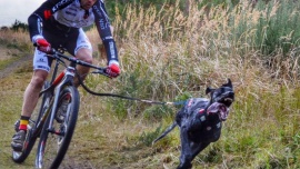 Bikejoring, czyli decydują siła w łapach i psychiczna więź Sport O tym sporcie mało kto w Polsce słyszał, tymczasem nasz rodak Igor Tracz jest najbardziej utytułowanym zawodnikiem świata w tej dyscyplinie.