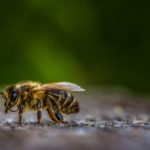 Każdy z nas może pomóc pszczołom