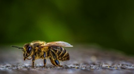 Każdy z nas może pomóc pszczołom LIFESTYLE, Zwierzęta - Pszczoły pełnią niebagatelną rolę w funkcjonowaniu ekosystemów i produkcji żywności. Jednak populacja tych niezwykle pożytecznych zapylaczy maleje.