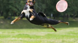 Mobilna Klinika Bayer zaprasza na bezpłatne konsultacje weterynaryjne LIFESTYLE, Zwierzęta - „Latające Psy” to seria imprez, podczas których psy prezentują niesamowite, nierzadko akrobatyczne umiejętności. Efektowne pokazy można będzie obserwować już w najbliższy weekend 1 i 2 września na Plaży Wilanów (ul. Klimczaka 2).