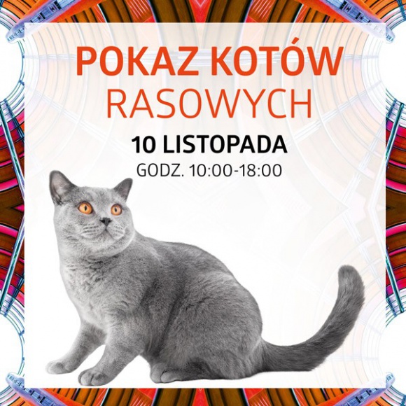 Pokaz Kotów Rasowych w Silesia City Center