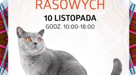 Pokaz Kotów Rasowych w Silesia City Center LIFESTYLE, Zwierzęta - Zachwycają urodą i niezwykłą siłą charakteru – koty uznawane są za jedne z najpopularniejszych i najbardziej tajemniczych zwierząt domowych.