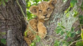 Luty należy do dzikich kotów! LIFESTYLE, Zwierzęta - W lutym na kanale Nat Geo Wild królować będą lwy, tygrysy, lamparty i pumy. W trakcie „Miesiąca z wielkimi kotami” zadomowią się u nas na dobre. Może się okazać, że niektóre zwyczaje dzikich kotów nas zadziwią.