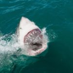"Miesiąc z rekinami" powraca na kanał National Geographic Wild
