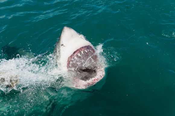 "Miesiąc z rekinami" powraca na kanał National Geographic Wild