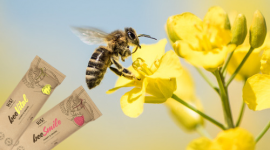 Pszczoły zagrożone wyginięciem! Co zrobić, by im pomóc?