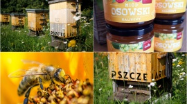Dzień Pszczół - Miejskie pasieki w CH Osowa na pomoc pszczołom LIFESTYLE, Zwierzęta - W czwartek, 8 sierpnia przypada Dzień Pszczoły. Te ważne owady są na skraju wyginięcia. W związku z tym coraz więcej miast angażuje się w problem zakładając miejskie pasieki, które pomagają w rozrastaniu się rodziny pszczół, jednocześnie dostarczając naturalnego, zdrowego miodu.