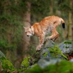 Zmiany klimatu istotnie wpływają na różnorodność biologiczną