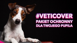 VetiCover – pakiety dla psów i kotów. LIFESTYLE, Zwierzęta - Profilaktyka i bezpieczeństwo w jednym za 1 zł dziennie!