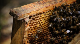 Pszczoły to serce ekosystemu. Sprawdź, dlaczego należy o nie dbać LIFESTYLE, Zwierzęta - Środowisko naturalne to zwierciadło zależności występujących na Ziemi. Obchodzony w Polsce 8 sierpnia Wielki Dzień Pszczół to doskonały moment, aby przyjrzeć się roli, jaką te niezwykle pożyteczne owady odgrywają w przyrodzie.