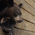Ocalić niedźwiadki – dokument na Polsat Viasat Nature