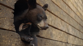 Ocalić niedźwiadki - dokument na Polsat Viasat Nature LIFESTYLE, Zwierzęta - Miłośnicy zwierząt z Northern Lights Wildlife Society prowadzą schronisko dla rannych niedźwiedzi.